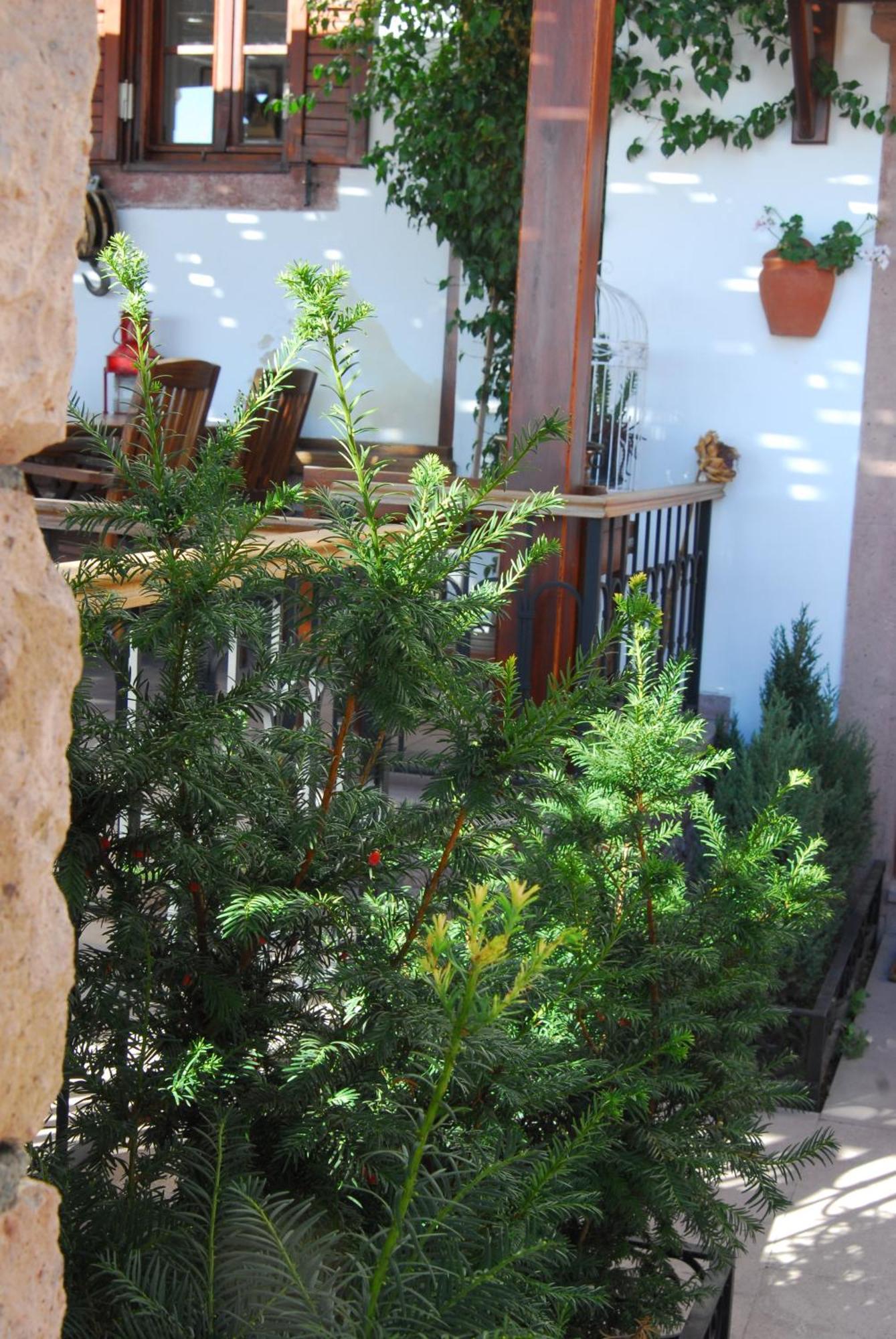 Aliye Hanim Hotel Ayvalı Buitenkant foto